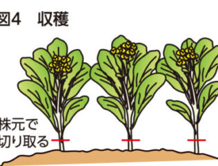 サイシン　夏に強い中国野菜