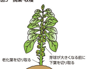 芽キャベツ　追肥と摘葉で大球を作る