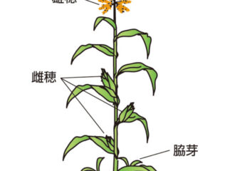 スイートコーンの抑制栽培　害虫対策を万全に