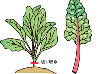 スイスチャード　カラフルな葉は観賞用にも