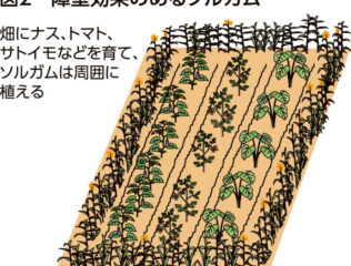 緑肥と対抗植物　栽培環境を改善