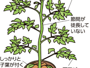 果菜苗の作り方と選び方　野菜作りは苗半作