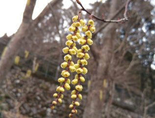 キブシ　春の到来を告げる花かんざし