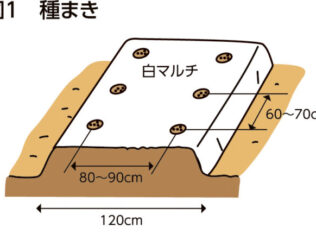 抑制キュウリ　順々に種まきして、長い間収穫を楽しむ