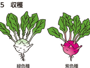 コールラビ　肥大した茎を利用する野菜
