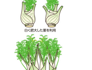 フェンネル　個性的で爽やかな味と香り