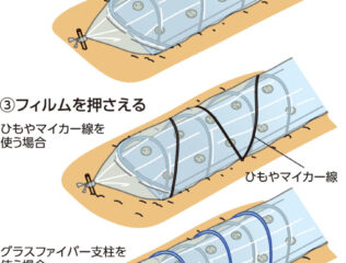 トンネル栽培に挑戦 冬も菜園を有効活用