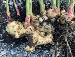 ショウガ スパイシーさと香りが人気