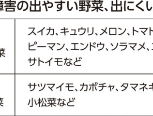 家庭菜園のプランニング　連作回避とスペースの有効活用