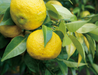 ユズ　冬の香温浴にお薦めのかんきつハーブ