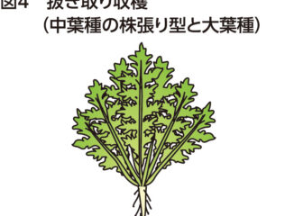 シュンギクのトンネル栽培　品種の使い分けに留意