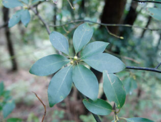 クロモジ　忘れ難い日本の森の香り