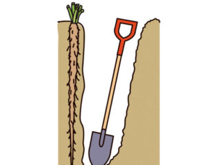 ゴボウ　畑を深く耕し長い根を作る