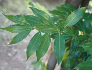 ヤブニッケイ　スパイシーな和のシナモン