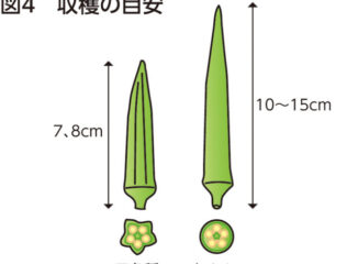 オクラ　密植栽培で生長を抑えて柔らかい実を楽しむ